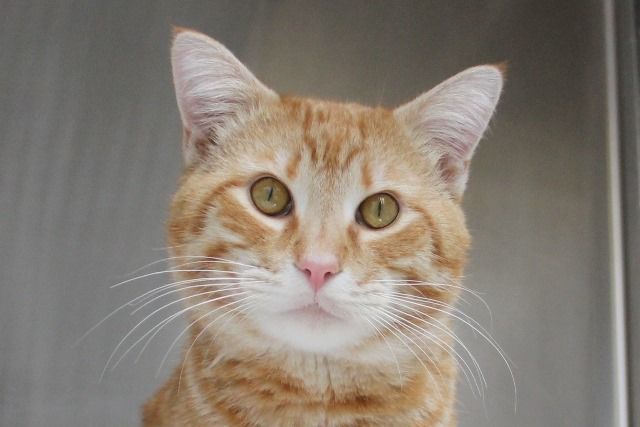 Adopt a friend: Quinn